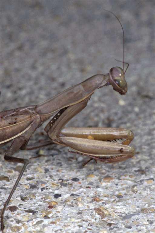 Mantis_religiosa_P1251_Z_80_Les Gris_Frankrijk.jpg